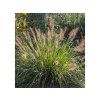 Trvalky ducplant(157)