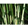 Fargesia robusta Pingwu neinvazívny Bambus 30 50cm(5)