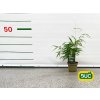 Fargesia robusta Pingwu neinvazívny Bambus 30 50cm(2)
