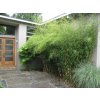 Fargesia robusta Pingwu neinvazívny Bambus 30 50cm(1)