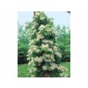 Hortenzia popínavá Petiolaris 30-40cm, kont. p9