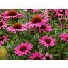 Echinacea purpurová Dark Pink Pearl