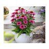 Echinacea purpurová Pearl Dark Pink