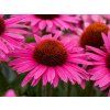 Echinacea purpurová Pearl Dark Pink