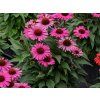 Echinacea purpurová Pearl Dark Pink