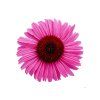 Echinacea purpurová Pearl Dark Pink