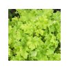 Trvalky Heuchera Lime Marmalade(11)
