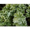 Trvalky Heuchera Lime Marmalade(10)