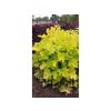 Trvalky Heuchera Lime Marmalade(9)