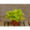 Trvalky Heuchera Lime Marmalade(8)