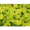 Trvalky Heuchera Lime Marmalade(7)