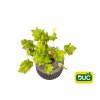 Trvalky Heuchera Lime Marmalade(1)
