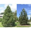 Okrasné stromy Borovica pyrenejská 30 40cm(1)