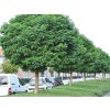Dreviny na kmienku Agát biely Umbraculifera na 170 190cm kmienku(1)