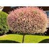 Dreviny na kmienku Vŕba japonská Flamingo na 35 40 cm kmienku(1)