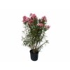 Exotické rastliny Oleander lososový Tito Poggi(2)