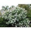 Exotické rastliny Oleander biely 90 110 cm(6)