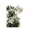 Exotické rastliny Oleander biely 90 110 cm(3)