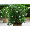 Exotické rastliny Oleander biely 90 110 cm(5)