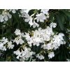 Exotické rastliny Oleander biely 90 110 cm(4)