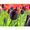 Cibuľoviny Tulipán Black 35 ks(1)