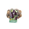 Cibuľoviny Tulipán Black 35 ks