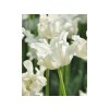 Cibuľoviny Tulipán White Liberstar 5 ks(1)