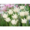 Cibuľoviny Tulipán White Liberstar 5 ks(2)