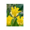 Cibuľoviny Tulipán Yellow Crown 5 ks(2)