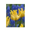 Cibuľoviny Tulipán Yellow Crown 5 ks(1)