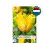 Cibuľoviny Tulipán Yellow Crown 5 ks