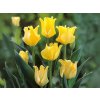 Cibuľoviny Tulipán Yellow Crown 5 ks(4)