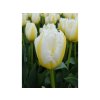 CibuľovinyTulipán Lemon Beauty 7 ks(1)