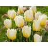CibuľovinyTulipán Lemon Beauty 7 ks