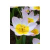 Cibuľoviny Tulipán botanický Bakeri Lilac Wonder 10 ks(3)