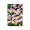 Cibuľoviny Tulipán botanický Bakeri Lilac Wonder 10 ks(1)