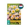 Cibuľoviny Tulipán botanický Bakeri Lilac Wonder 10 ks(4)