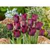 Cibuľoviny Tulipán Ronaldo 7 ks(1)