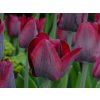 Cibuľoviny Tulipán Ronaldo 7 ks(7)