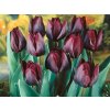 Cibuľoviny Tulipán Ronaldo 7 ks(2)