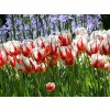 Cibuľoviny Tulipán Carnaval de Rio 7 ks(1)