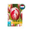 Cibuľoviny Tulipán Carnaval de Rio 7 ks(2)