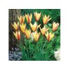 Tulipán botanický Clusiana Cynthia 10 ks v balení