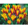 Tulipán botanický Clusiana Cynthia 10 ks v balení