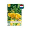 Cibuľoviny Korunkovka Imperialis Lutea 1 ks(2)