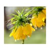 Cibuľoviny Korunkovka Imperialis Lutea 1 ks(1)