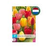 Cibuľoviny Tulipán Darwin Hybrid MIX 7 ks