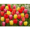 Cibuľoviny Tulipán Darwin Hybrid MIX 7 ks (1)