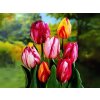 Cibuľoviny Tulipán Flaming Beauty MIX 7 ks