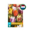Cibuľoviny Tulipán Flaming Beauty MIX 7 ks(2)
